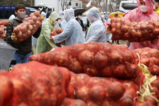 한국양파연합회, 전국양파생산자협회 등의 관계자들이 14일 오후 세종시 정부세종청사 농림축산식품부 앞 담장에 양파가격 보장과 농민 재난지원금을 촉구하며 양파를 적재하고 있다. <연합뉴스>
